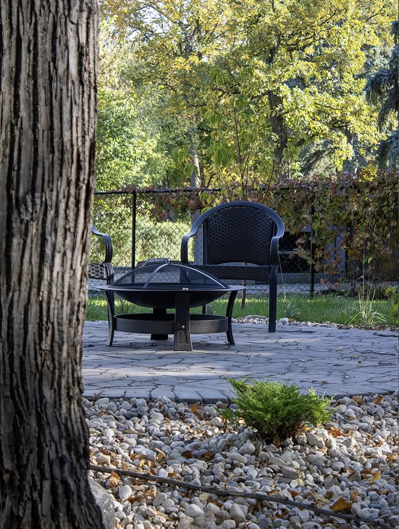 Fire pit under tree